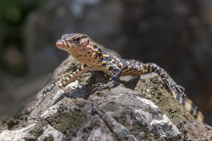 Asian Water Monitor: The Majestic Giant Reptile for Experienced Pet Owners