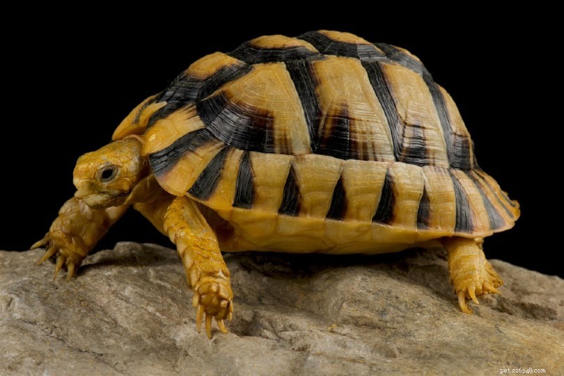 The Charming Egyptian Tortoise: Smallest Northern Hemisphere Pet