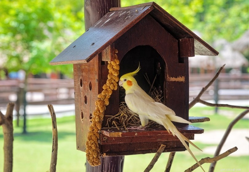 What to Do When Your Cockatiel Lays an Egg (and How to Prevent It)