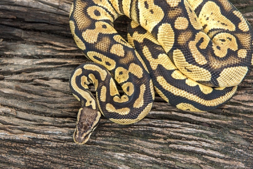 Mystic Ball Python Morph: Friendly, Beautiful, and Ideal Pet Choice