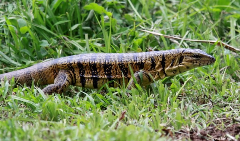 Gold Tegu Care Guide: Essential Info & Tips for New Owners
