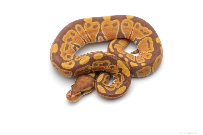 Sunset Ball Python Morph: Stunning Color, Longevity & Care Guide