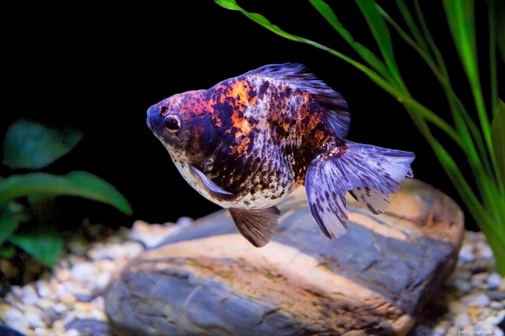 Do Goldfish Sleep? Key Facts About Their Rest and Care