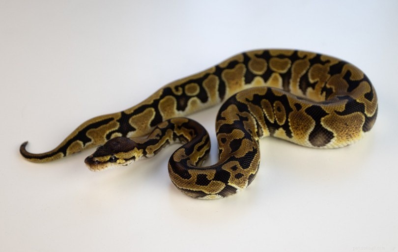Enchi Ball Python Morph: Stunning Orange & Yellow Color Variant for Pet Enthusiasts