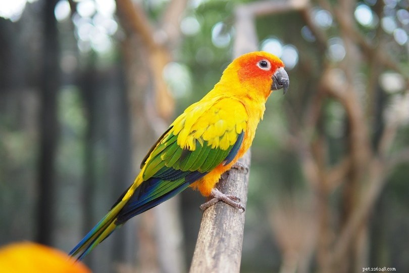 Conure Birds: A Comprehensive Guide to Choosing & Caring for Your New Furry Friend