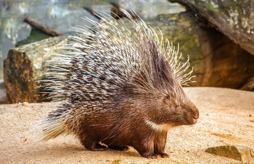 Are Porcupines the Right Pet for You? Key Facts and Legalities Explained