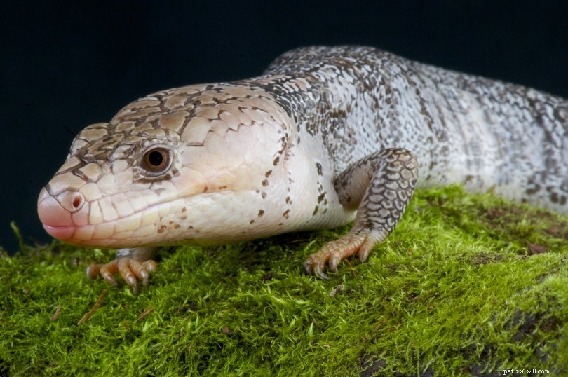 Pink‑Tongued Skink: Easy Care, Long‑Lived Companion Lizard