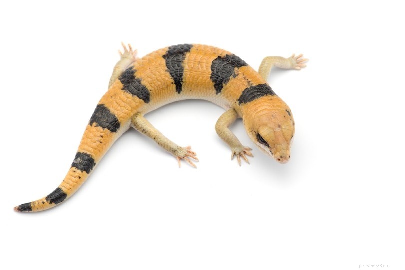 Peter’s Banded Skink: Rare, Docile African Lizard for Beginner Reptile Owners