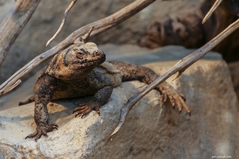 Chuckwalla: A Reliable Large Lizard for Seasoned Keepers