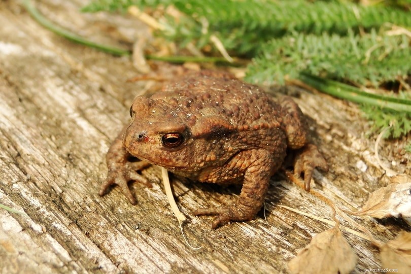 Are Frogs the Right Pet for You? Expert Advice on Keeping Frogs at Home