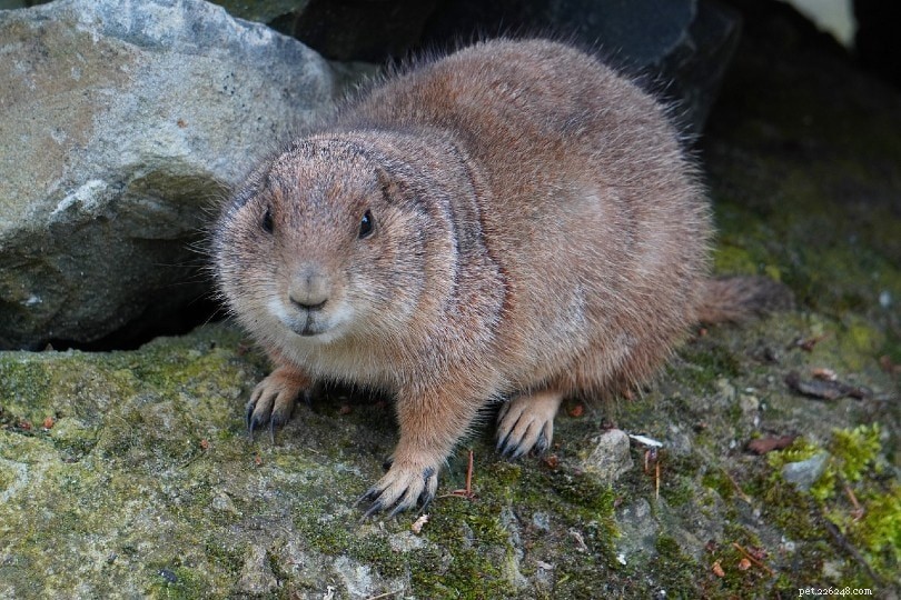 Why Groundhogs Aren t Ideal Pets: What You Need to Know