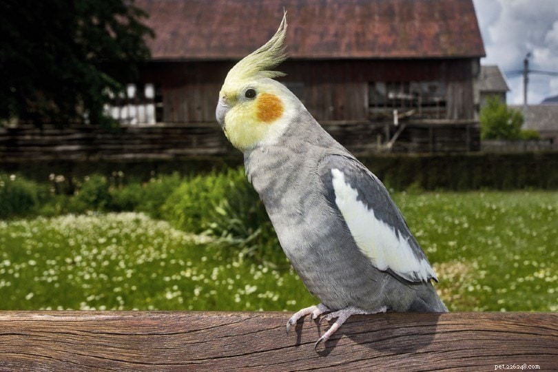 Where to Buy a Cockatiel: Expert Tips for Choosing the Best Source (2022 Update)