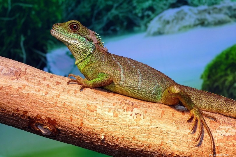 Comprehensive 2022 Lizard Care Guide: Feeding, Habitat, & Health