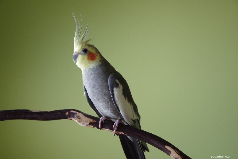 Cockatiel Lifespan: Minimum & Maximum Years to Expect
