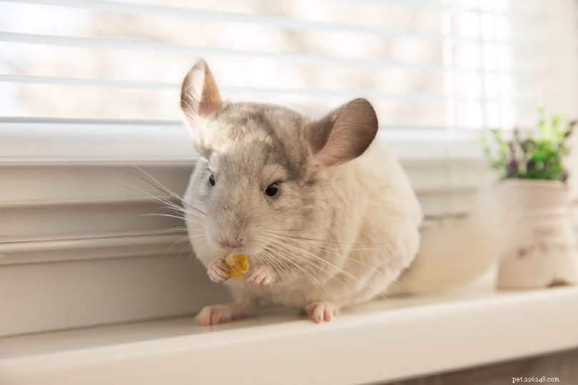 Chinchilla Diet: What They Eat Naturally and as Pets