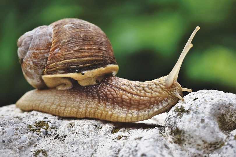 Are Snails Ideal Pets? Benefits, Care, and How They Enrich Your Terrarium