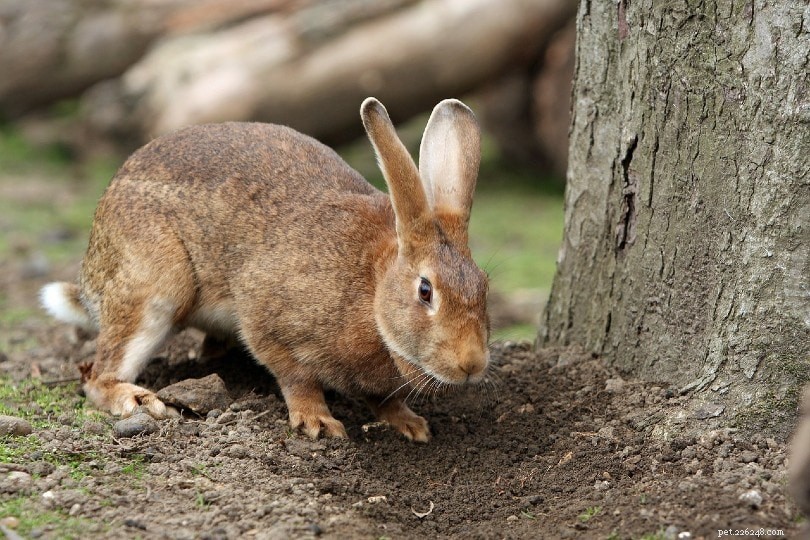 Understanding Why Rabbits Thump Their Feet: A Guide for Owners