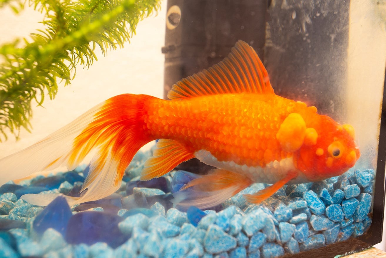 Fish Tuberculosis (Mycobacterium Infections): Comprehensive Guide for Owners