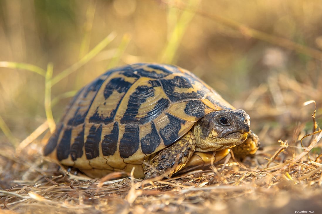 Hermann’s Tortoise Care Guide: Habitat, Diet, and Maintenance Tips