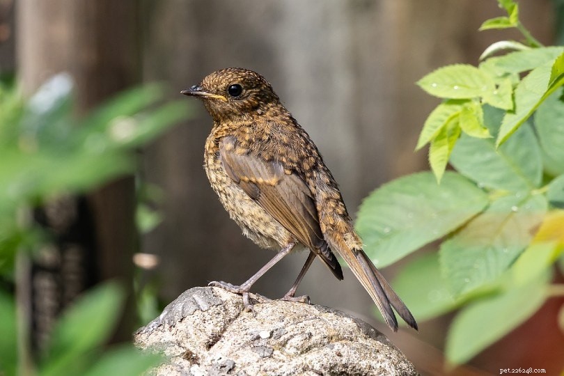 Guidelines for Caring for a Lost Baby Bird: Expert Tips & 2022 Care Sheet