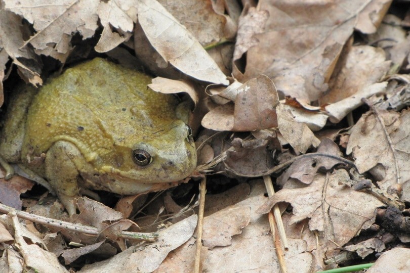 Golden Tree Frog (Litoria aurea): Identification, Habitat, & Care Guide