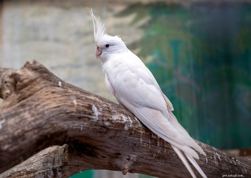 8 Reliable Signs Your Cockatiel Loves You