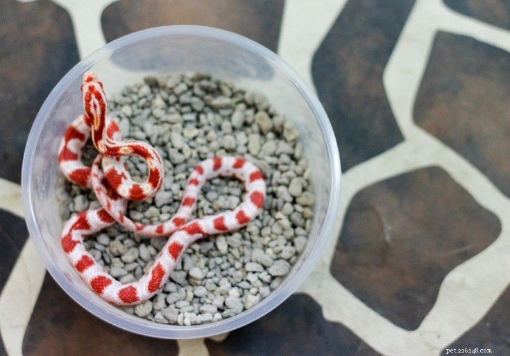 Candy Cane Corn Snake: The Ideal Docile Pet for Reptile Enthusiasts