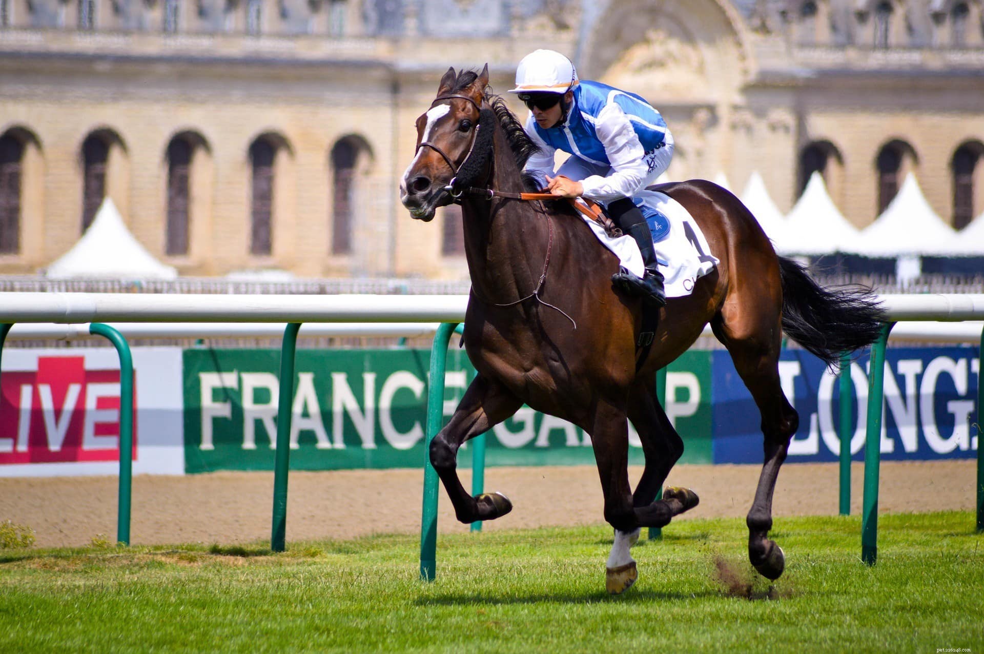 Ideal Height and Weight for Horse Jockeys: A Comprehensive Guide