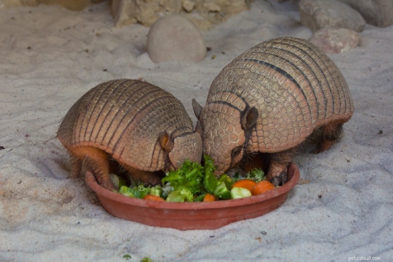 What Do Armadillos Eat? A Complete Guide to Their Diet & Habits