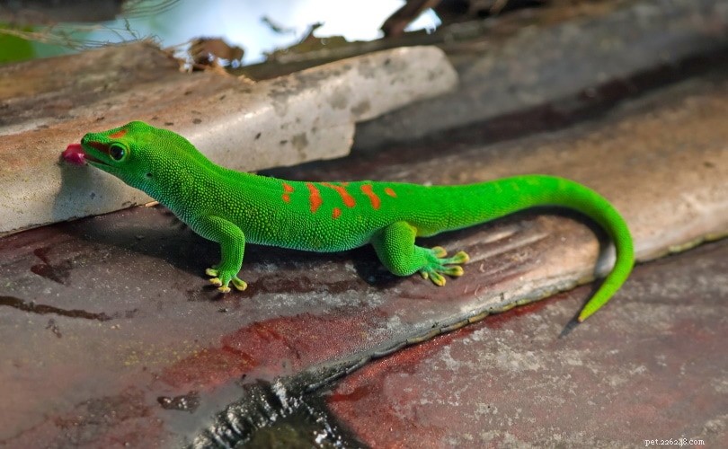 Giant Day Geckos: Care, Behavior, and Habitat Insights