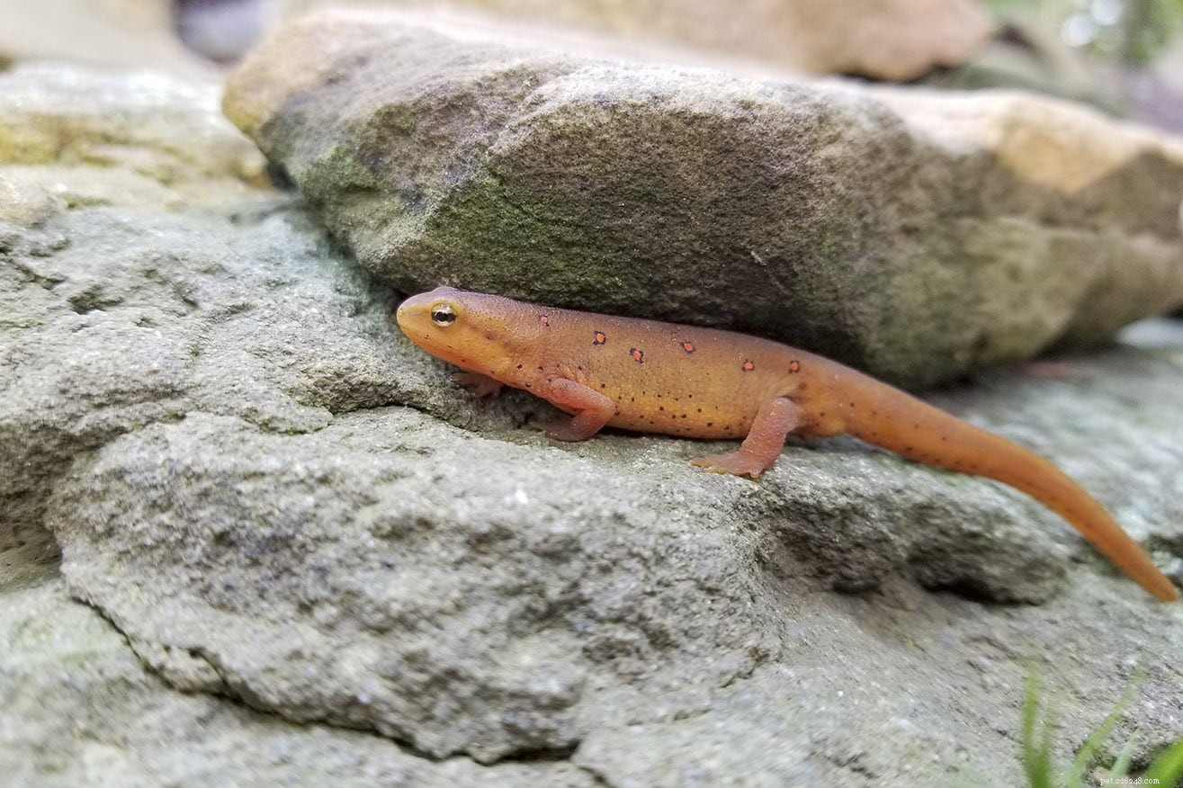 Eastern Newt Care: Expert Tips for a Thriving Aquatic Home