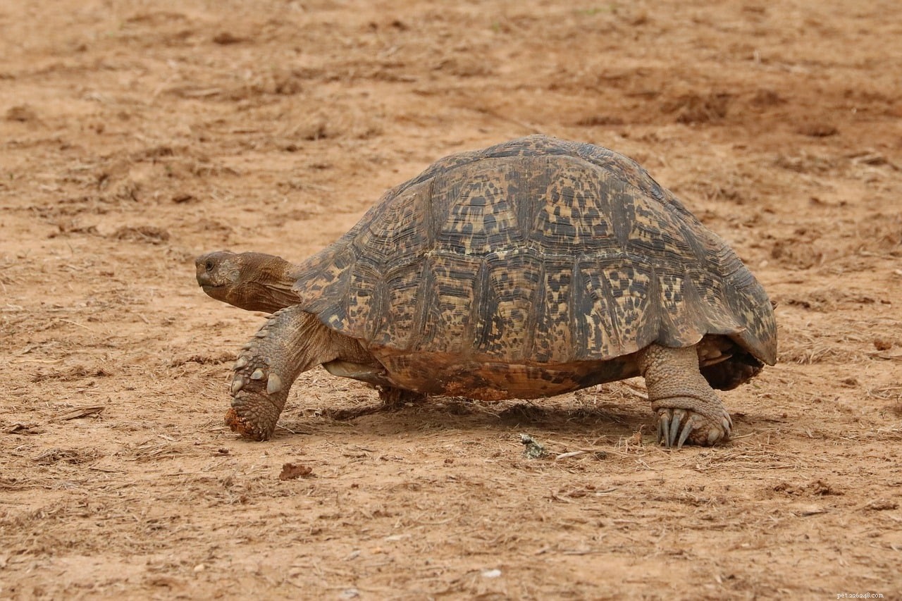 Leopard Tortoise: Care, Size, and Long‑Term Bonding