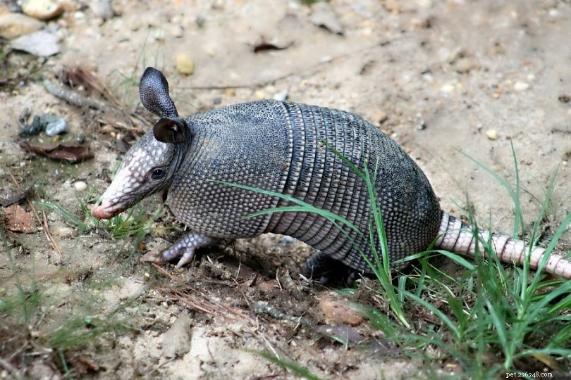 Are Armadillos Suitable Pets? Key Facts Every Owner Should Know