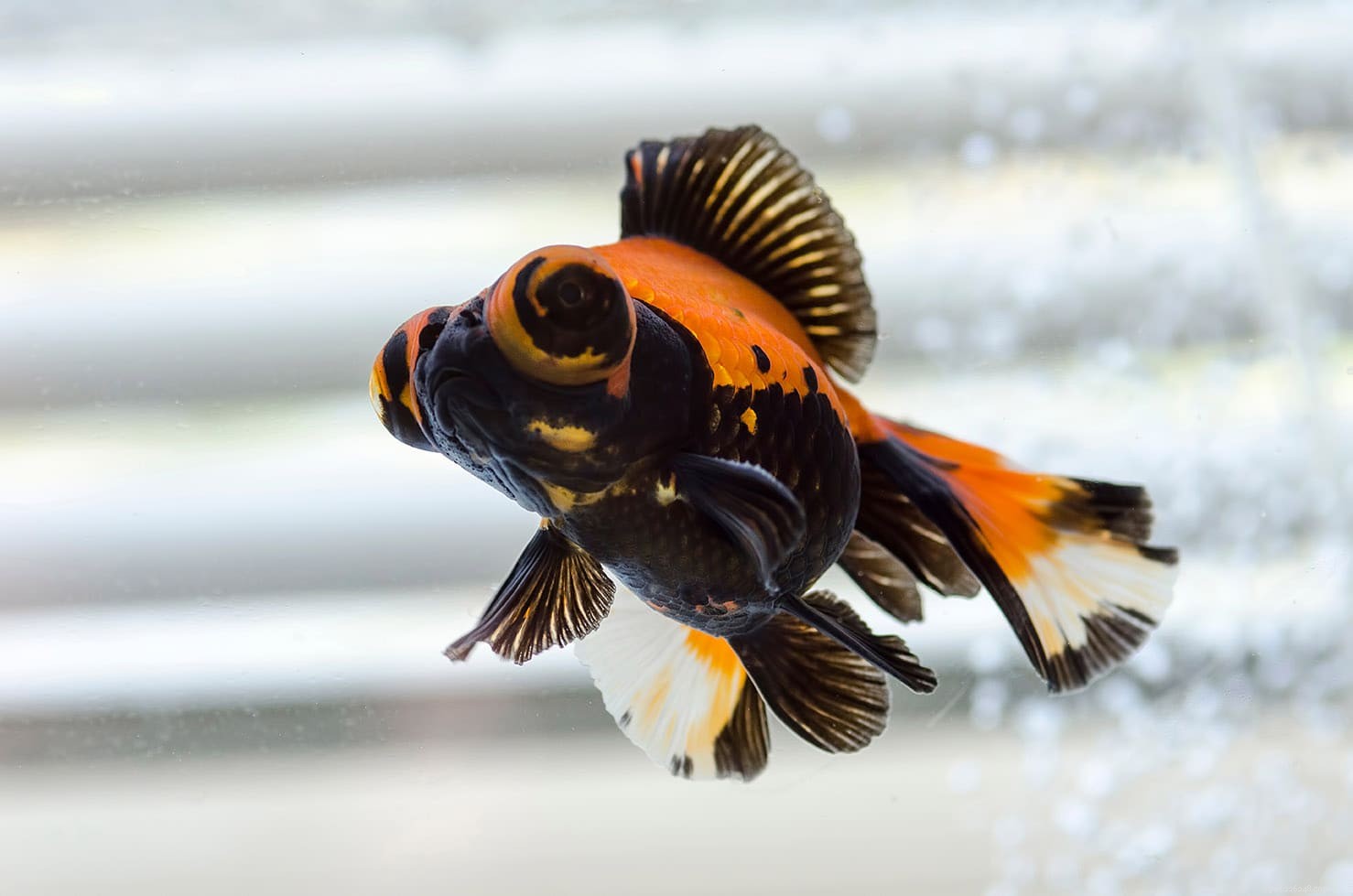 Butterfly Goldfish: Stunning Exotic Variety for Aquatic Enthusiasts