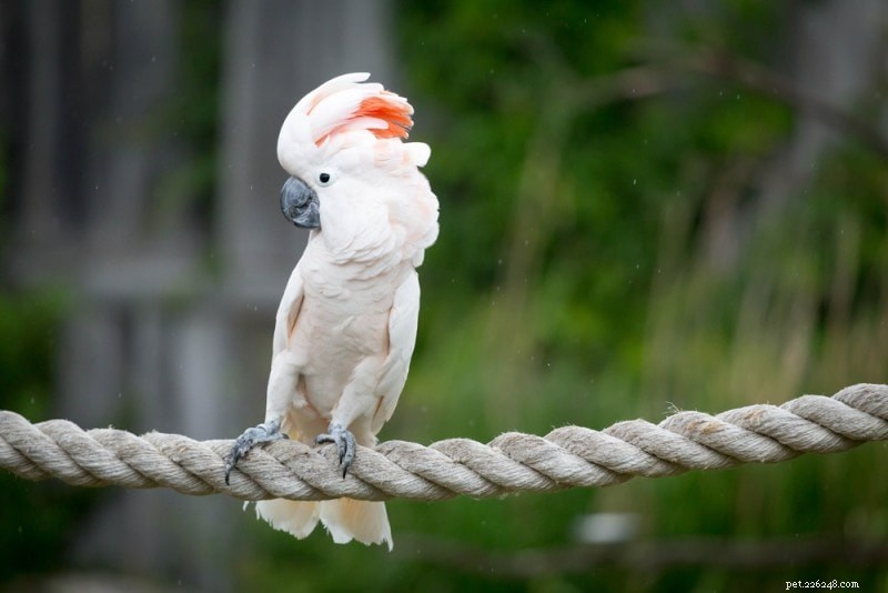 Moluccan (Salmon-Crested) Cockatoo: A Loyal, Long-Lived Companion