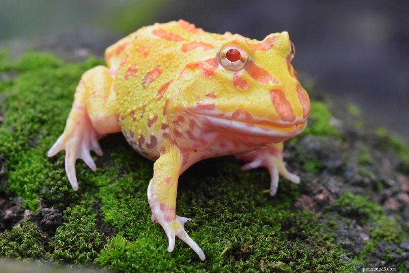 Albino Pacman Frog: Easy Care, Long Life & Stunning Look