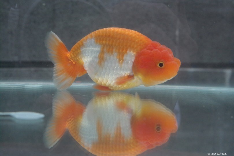 Goldfish Bottom‑Sitting: Common Causes & How to Fix Them
