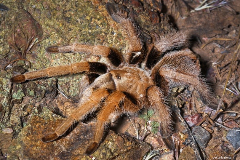 Arizona Blonde Desert Tarantula Care Guide: Lifespan, Habits, and Ownership Tips