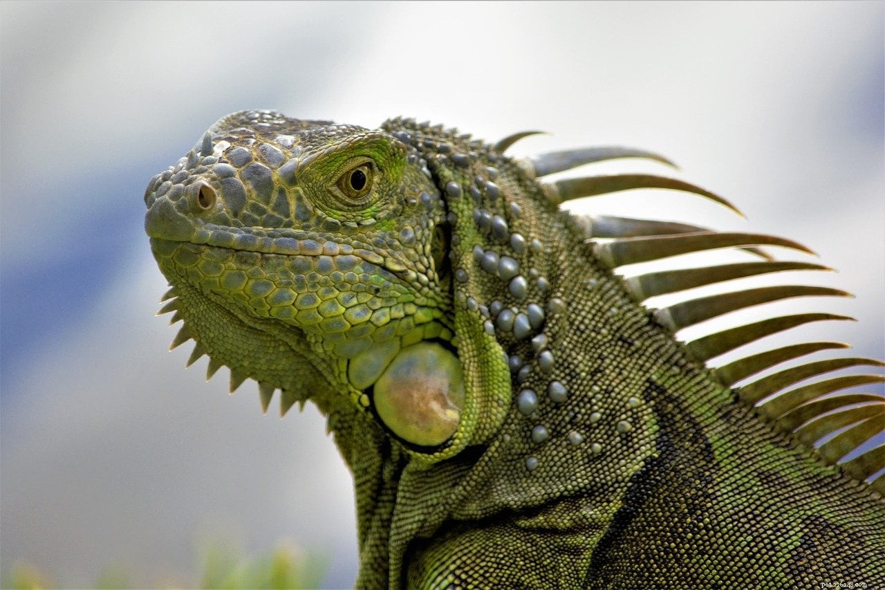 Green Iguana: Care Guide, Habitat, and Handling Tips