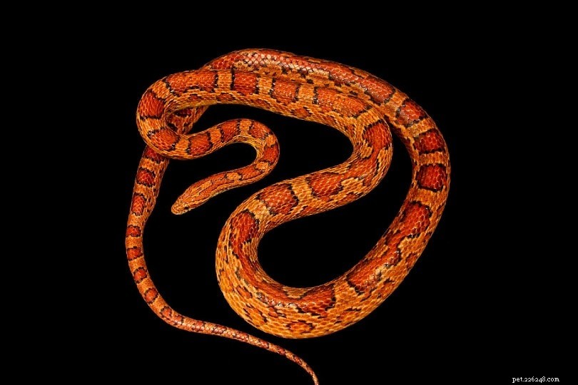 Okeetee Corn Snake: A Popular and Vibrant Morph of the Versatile Corn Snake