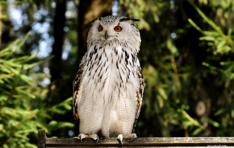 The Owl’s Diet Explained: What They Eat and Where They Thrive