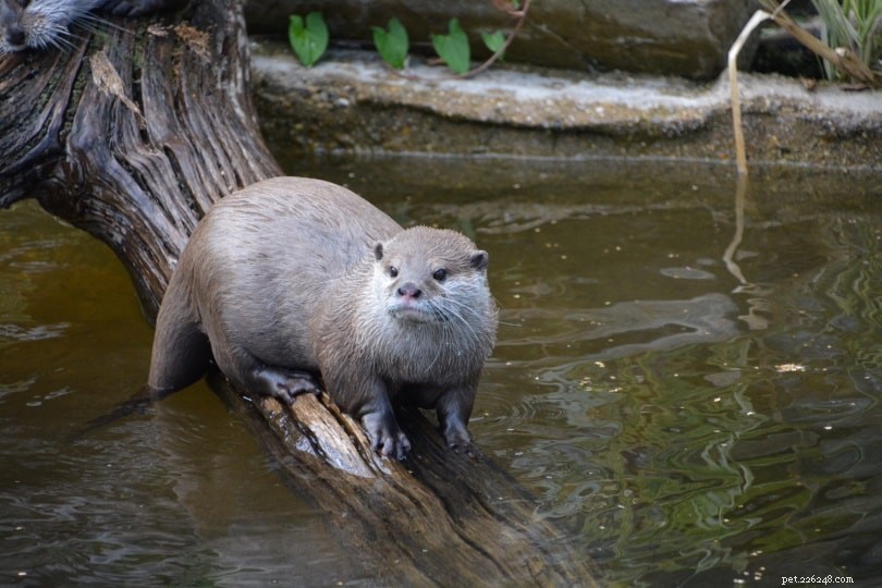 Otter Diets Explained: What They Eat & Why It Matters