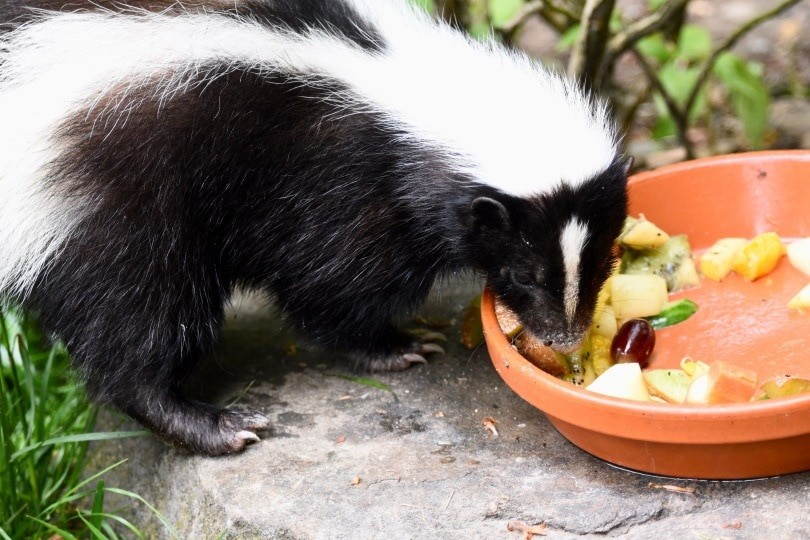 What Skunks Eat: A Comprehensive Guide to Their Diet & Behavior