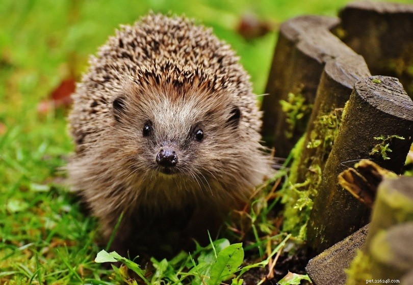 Understanding Hedgehog Coprophagy: Why They Eat Their Feces and How to Keep Them Healthy