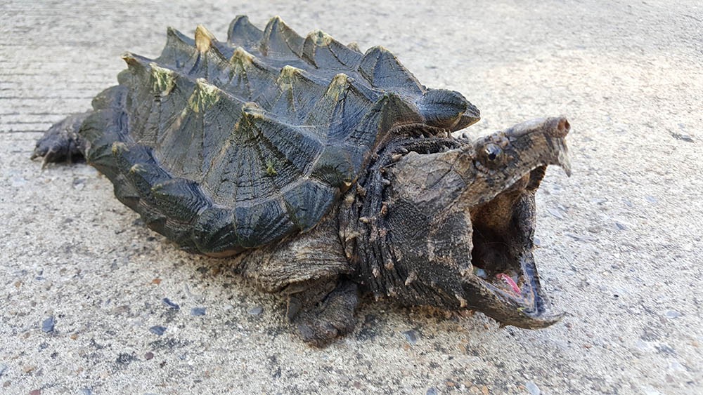 Are Snapping Turtles Suitable as Pets? Key Considerations for Potential Owners
