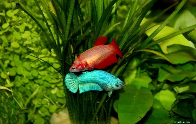 Can Two Female Bettas Live Together? Expert Guide to Cohabitation