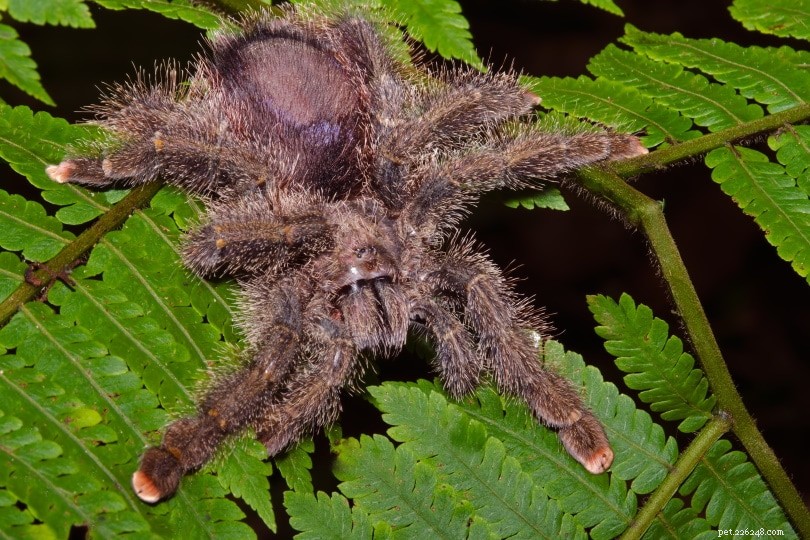 Pink Toe Tarantula: Expert Care Tips for New Owners