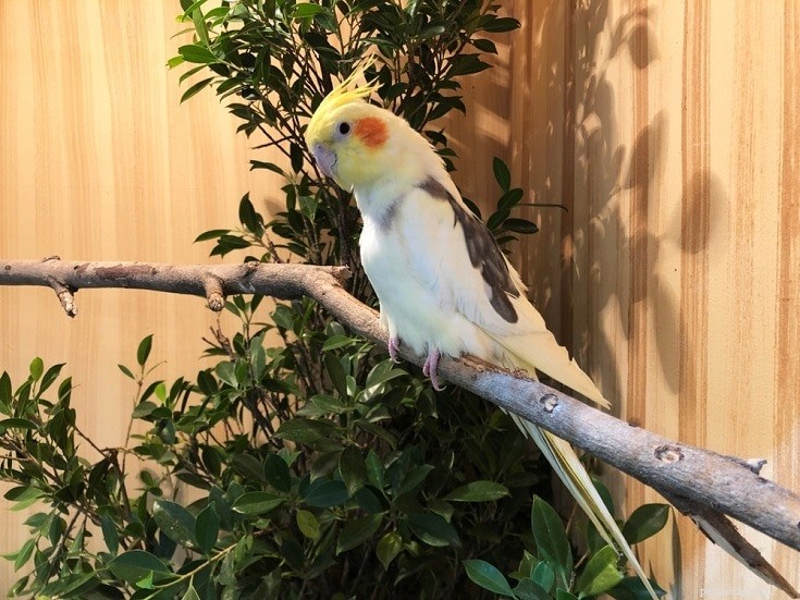 Why Cockatiels Are Ideal Pets: A Comprehensive Guide
