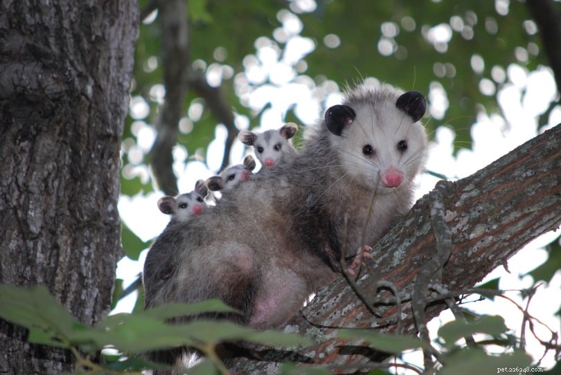 What Do Possums Really Eat? A Comprehensive Guide to Their Diet