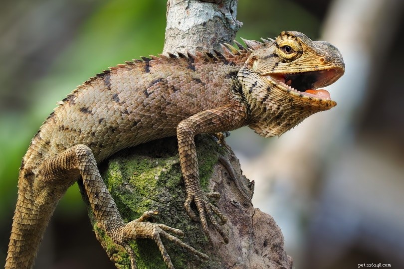 Iguana Diet Demystified: What Wild Iguanas Eat and What to Feed Your Pet